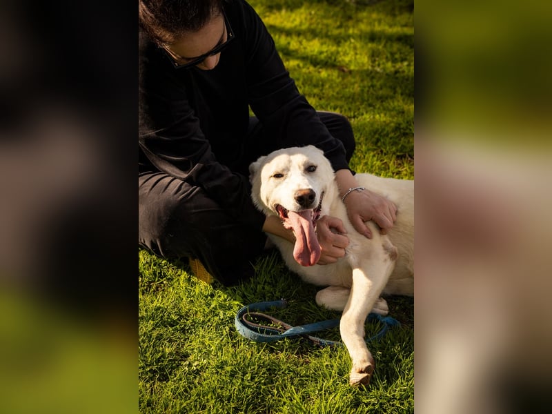 Alby – unbedingt ein Zuhause finden……..