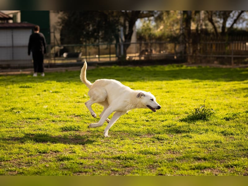 Vici – ein Zuhause finden……..
