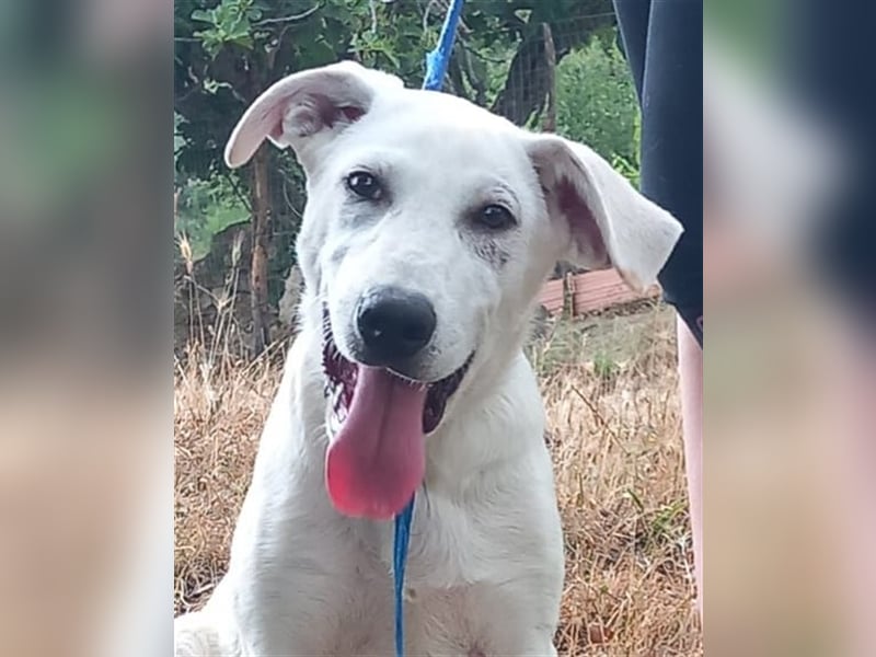 Alby – unbedingt ein Zuhause finden……..