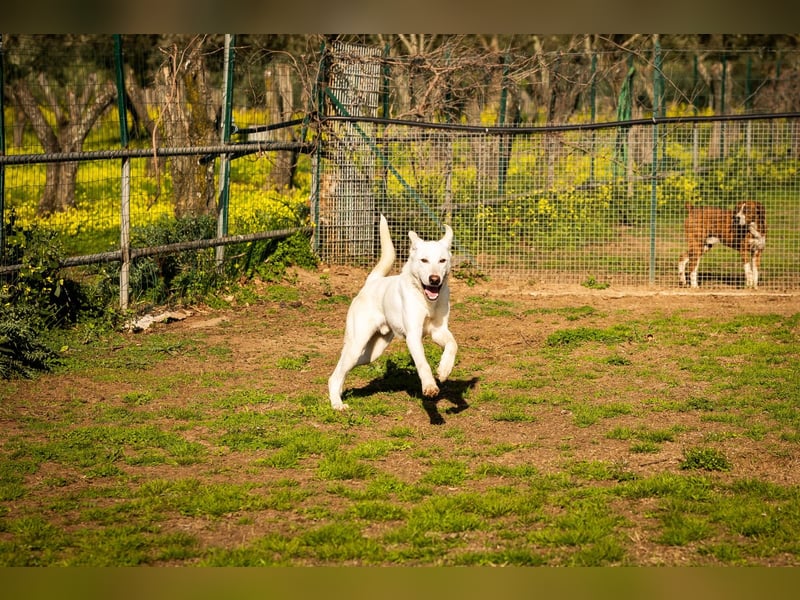 Alby – unbedingt ein Zuhause finden……..