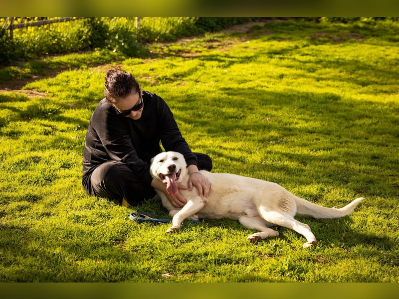 Alby – unbedingt ein Zuhause finden……..