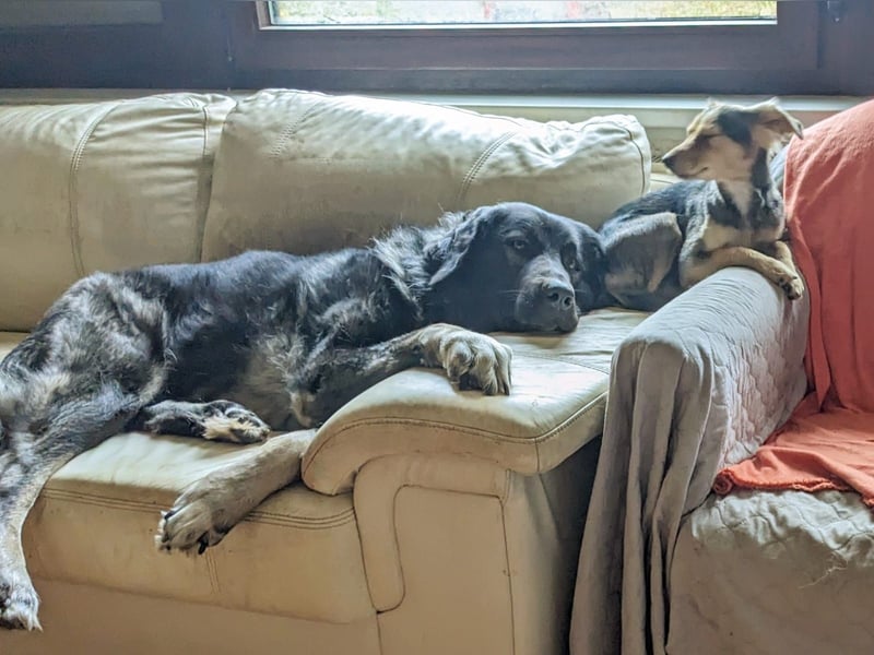 Püppi – endlich für immer ankommen!