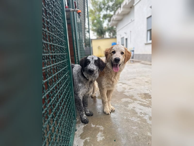 Nikki: „Ich werde mal ein groß(artig)er Familienhund"
