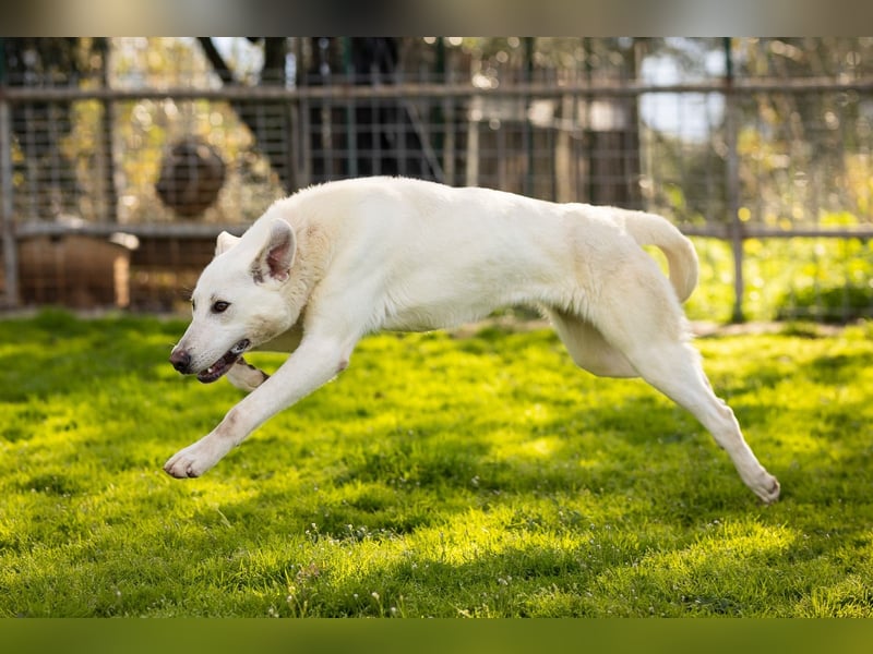 Vici – ein Zuhause finden……..