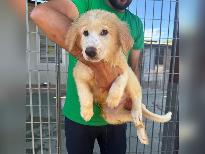 Doxoe - - unbedarftes Hundekind
