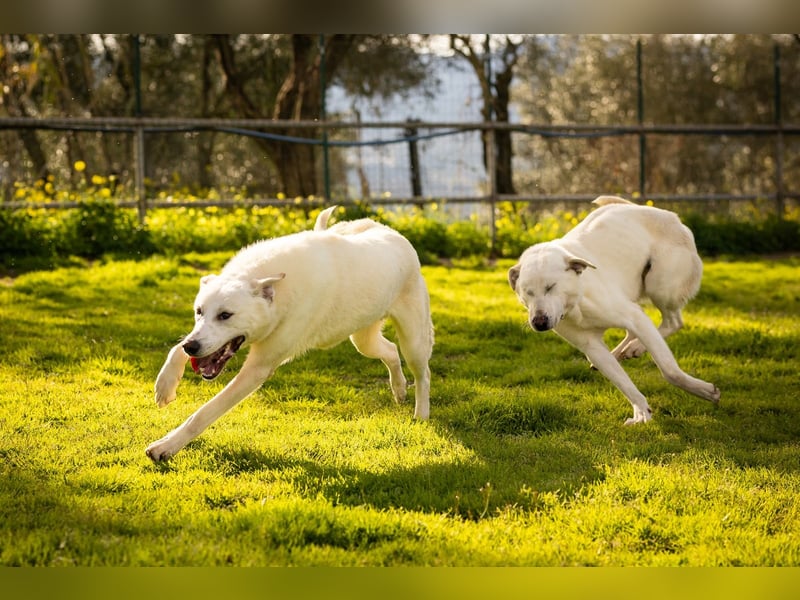 Alby – unbedingt ein Zuhause finden……..