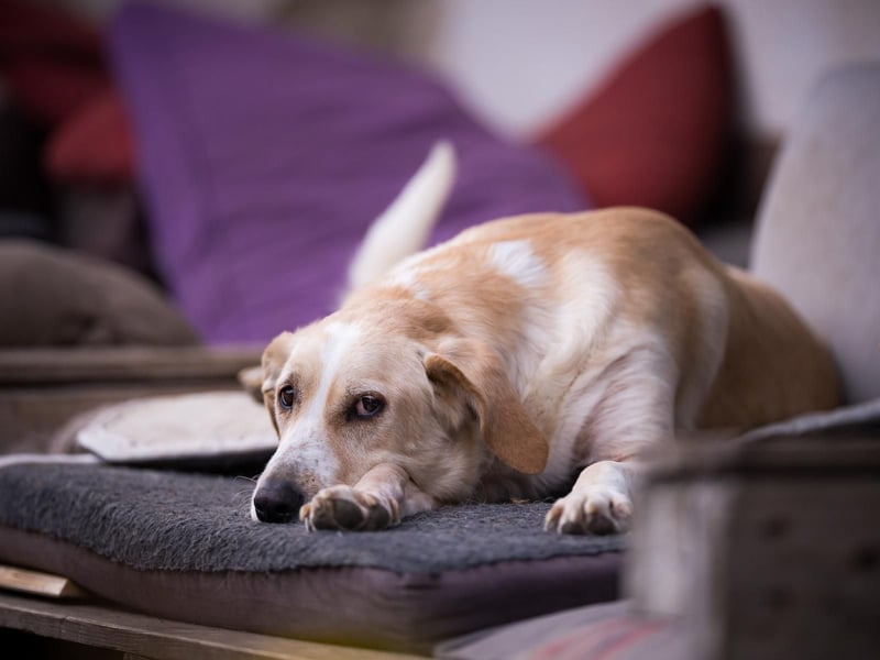 Aurelia – gerettet,aber noch nicht Zuhause