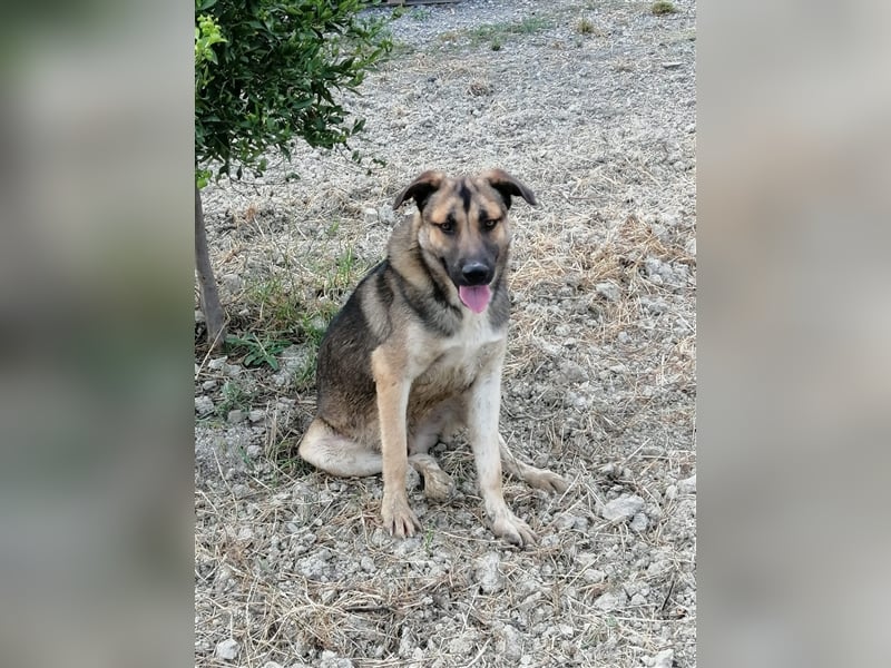 Sirius, ein (künftig) doppelt hell leuchtender Stern am Hundehimmel.