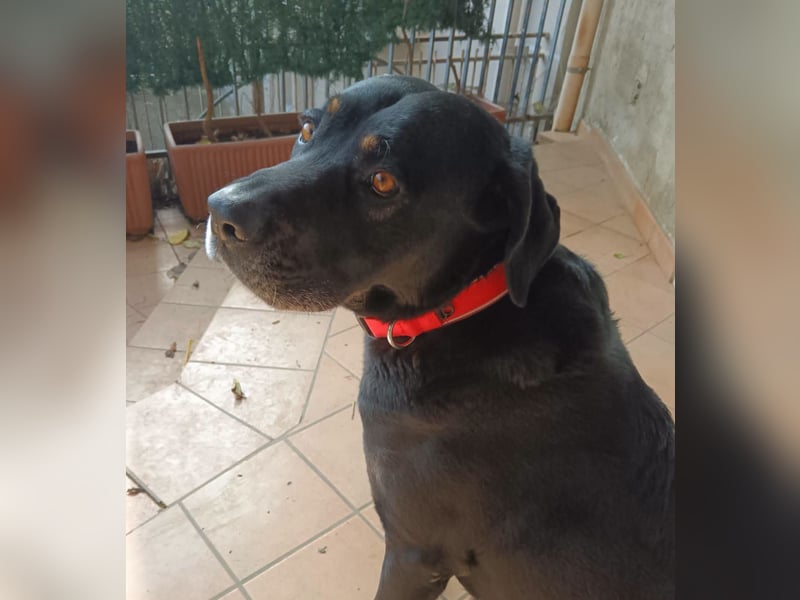 Lillo:“Darf ich mich als Familienhund vorstellen...“