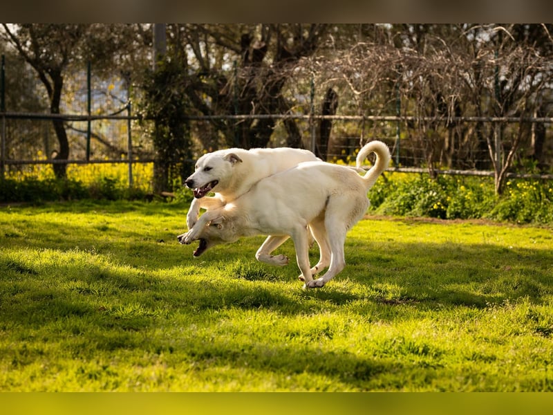 Alby – unbedingt ein Zuhause finden……..