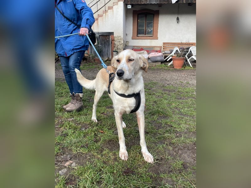 Aurelia – gerettet,aber noch nicht Zuhause