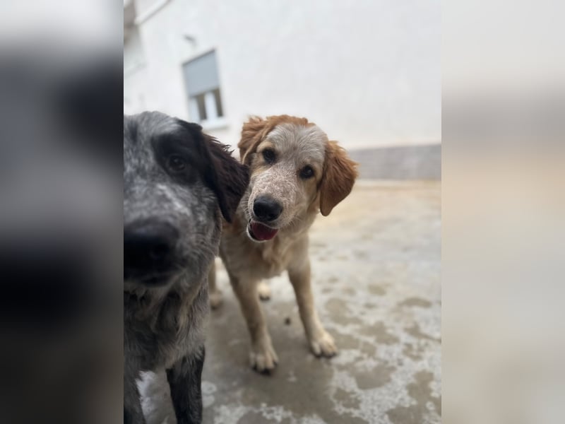 Nikki: „Ich werde mal ein groß(artig)er Familienhund"