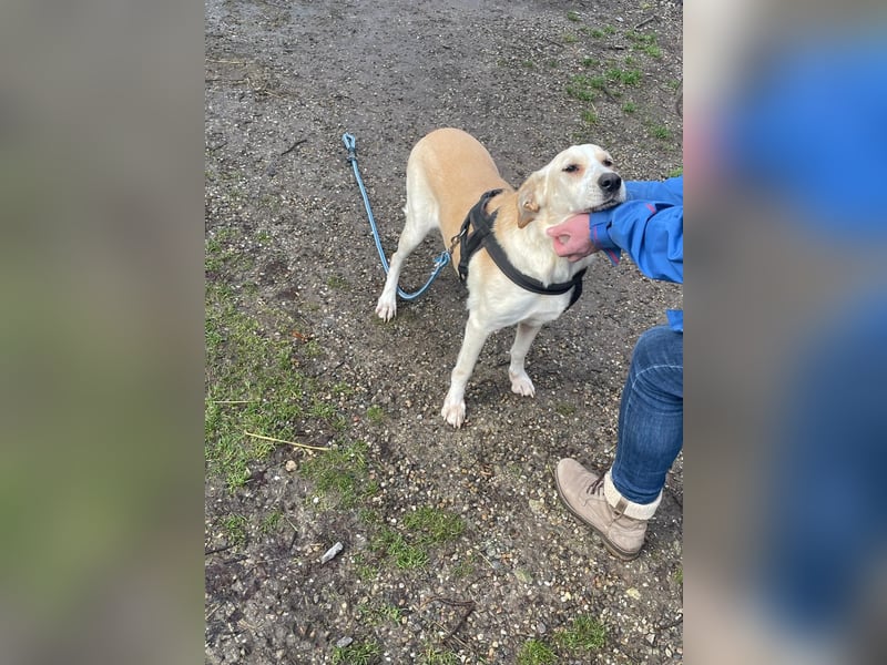 Aurelia – gerettet,aber noch nicht Zuhause