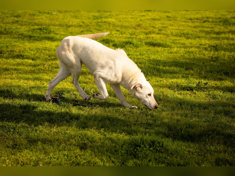 Vici – ein Zuhause finden……..