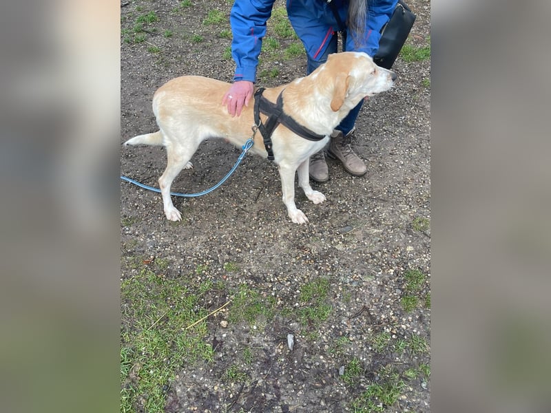 Aurelia – gerettet,aber noch nicht Zuhause