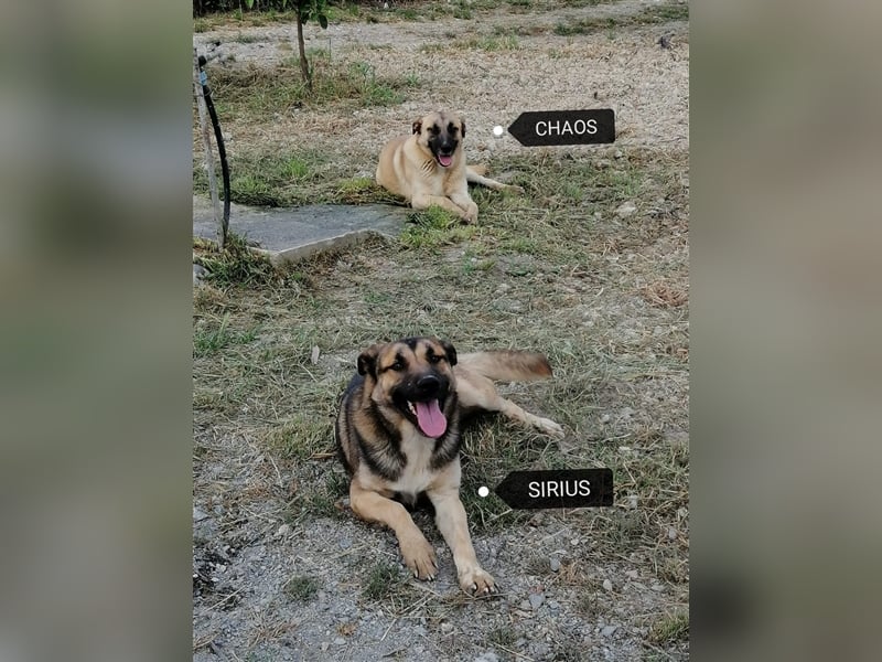 Sirius, ein (künftig) doppelt hell leuchtender Stern am Hundehimmel.