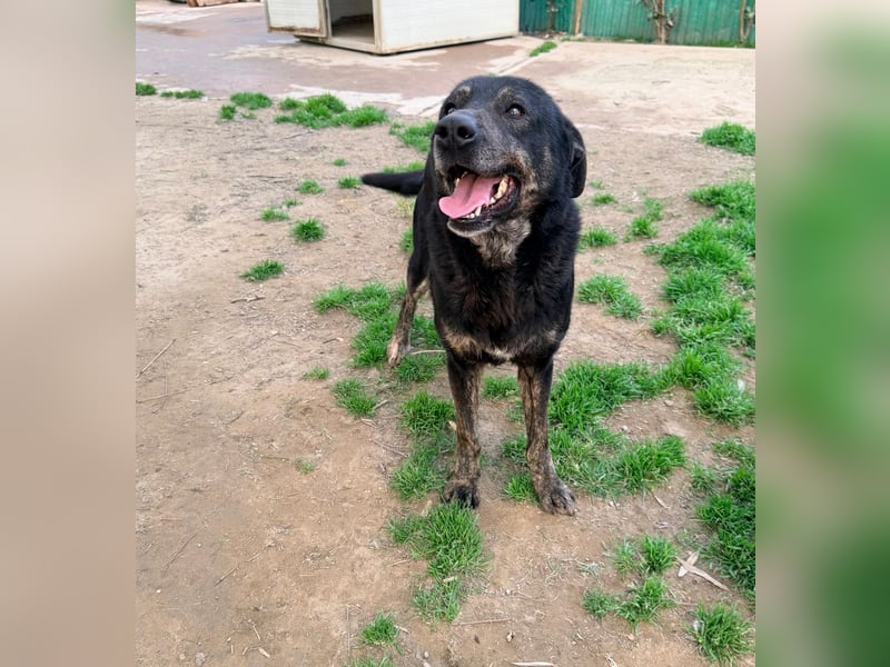 Robbie - Schatzfinder gesucht!