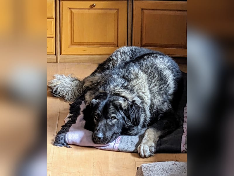 Püppi – endlich für immer ankommen!