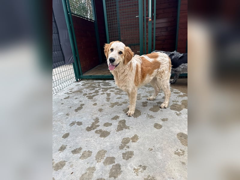 Nikki: „Ich werde mal ein groß(artig)er Familienhund"