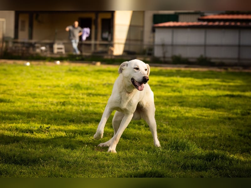 Vici – ein Zuhause finden……..