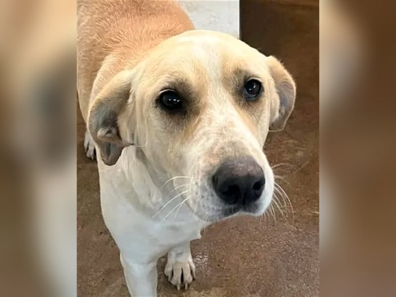 Aurelia – gerettet,aber noch nicht Zuhause