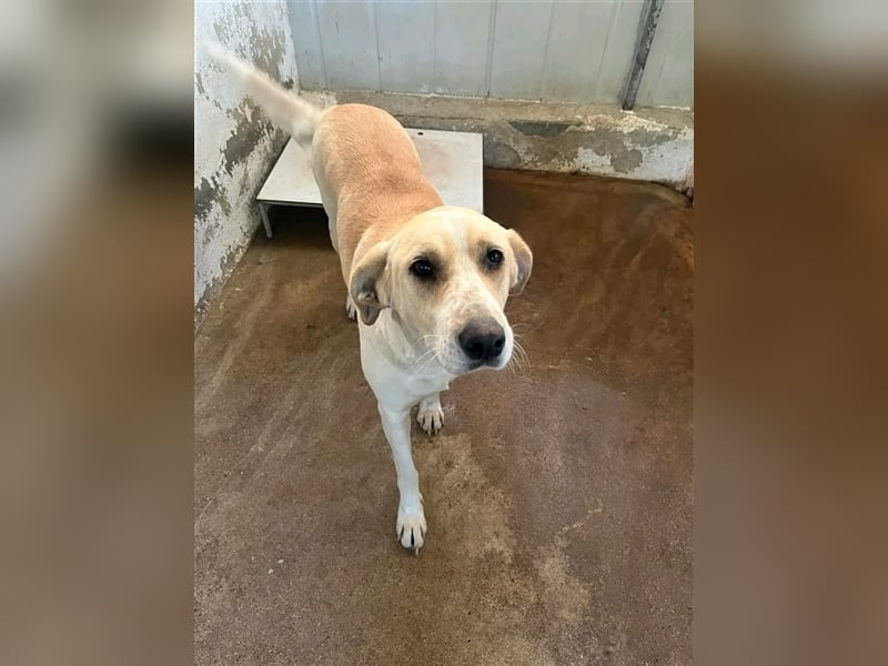 Aurelia – gerettet,aber noch nicht Zuhause