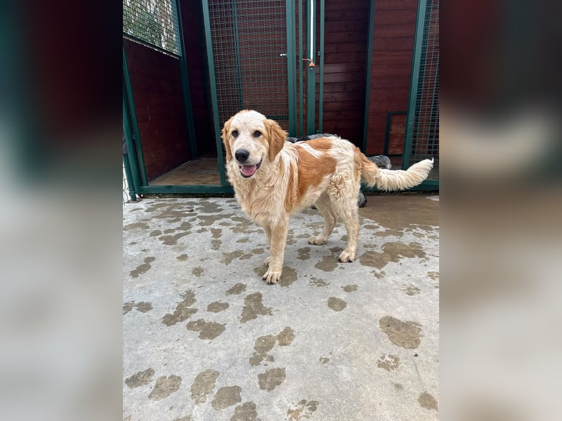 Nikki: „Ich werde mal ein groß(artig)er Familienhund"