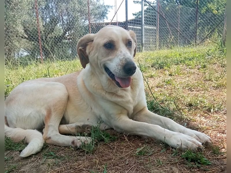 Aurelia – gerettet,aber noch nicht Zuhause