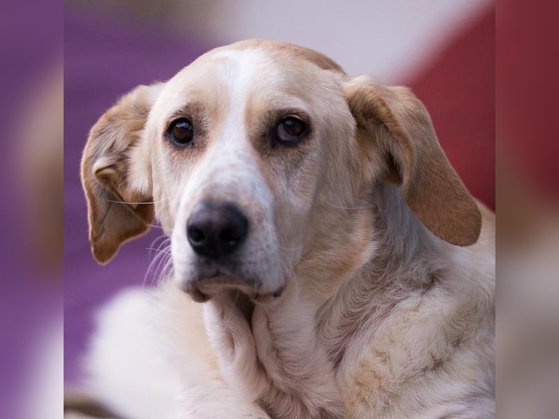 Aurelia – gerettet,aber noch nicht Zuhause