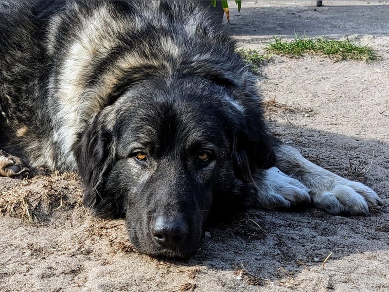 Püppi – endlich für immer ankommen!