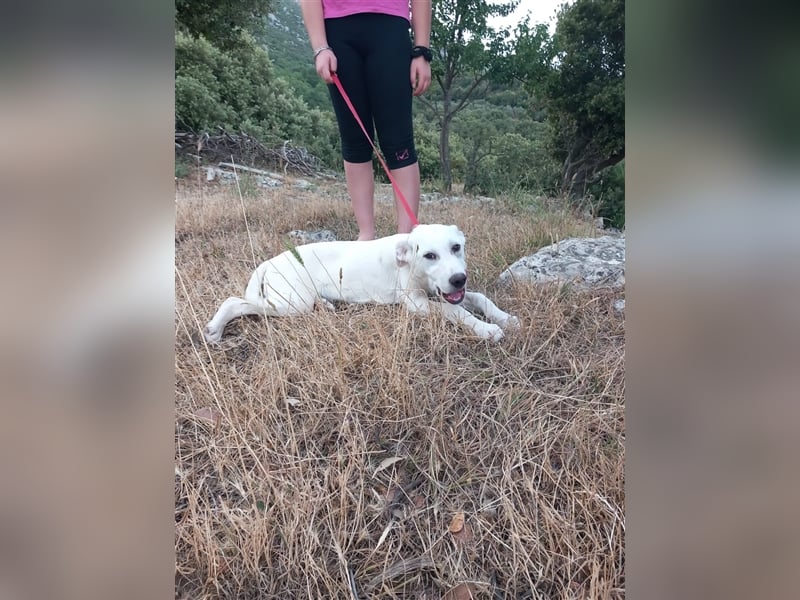 Vici – ein Zuhause finden……..