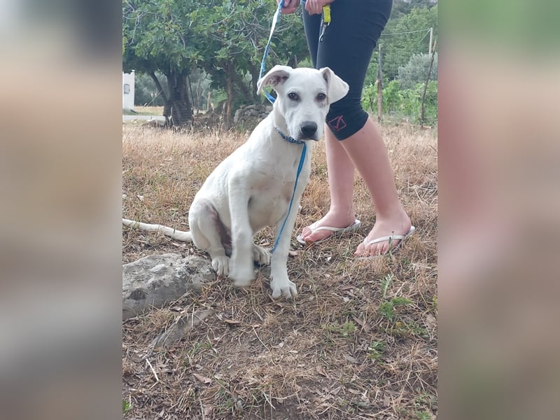 Alby – unbedingt ein Zuhause finden……..