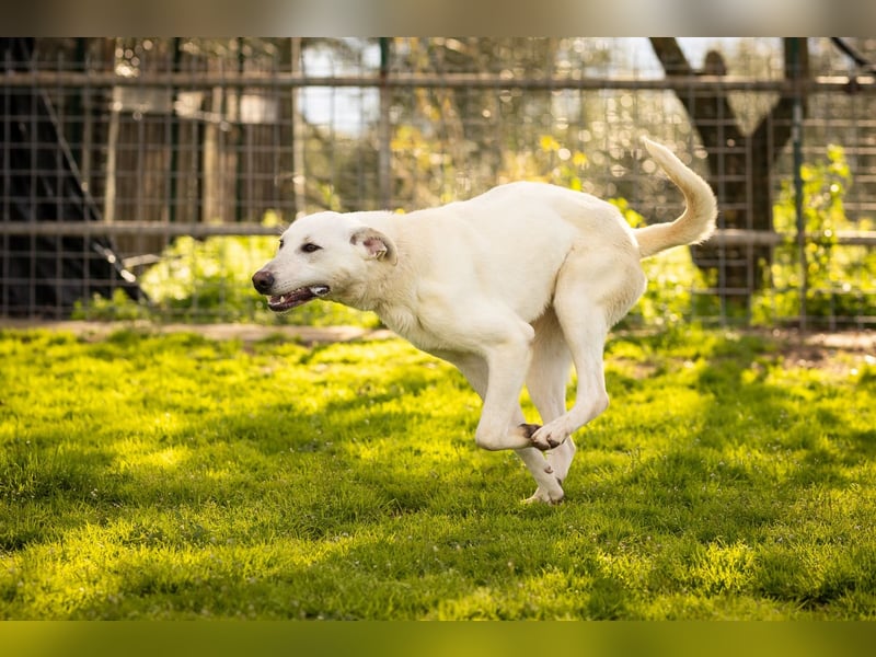 Alby – unbedingt ein Zuhause finden……..