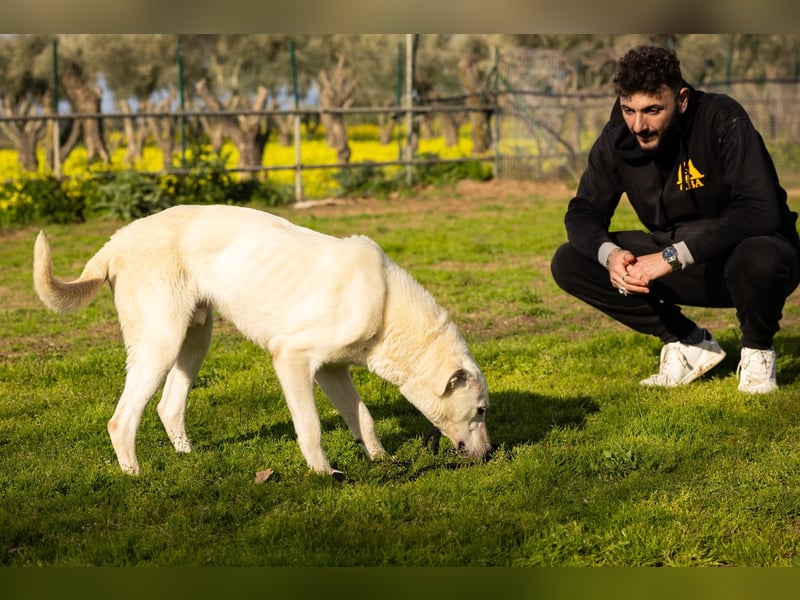 Vici – ein Zuhause finden……..