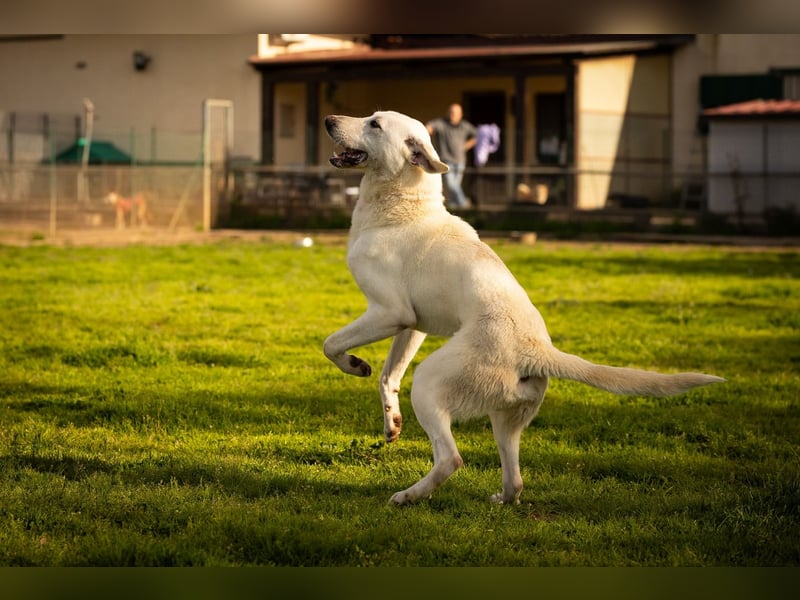 Vici – ein Zuhause finden……..