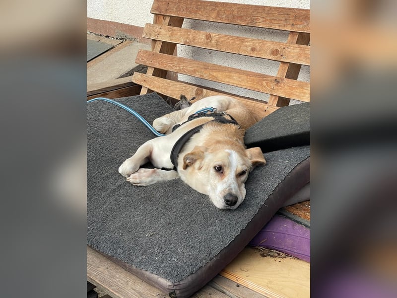 Aurelia – gerettet,aber noch nicht Zuhause