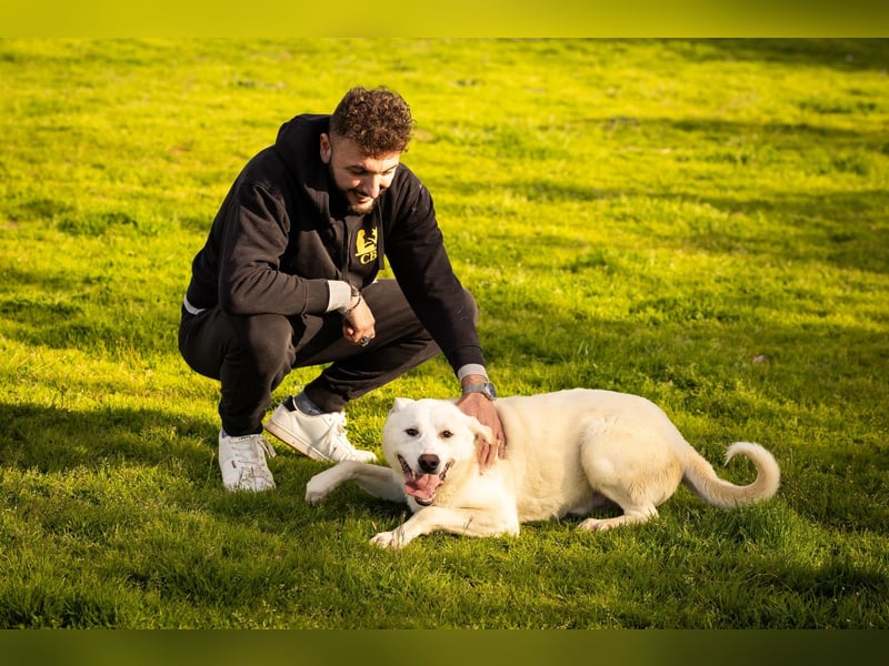 Alby – unbedingt ein Zuhause finden……..