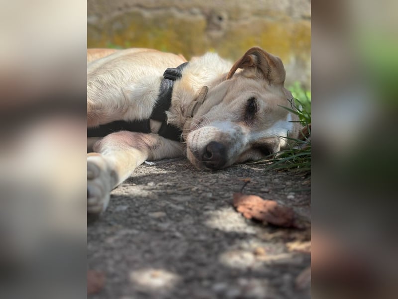 Aurelia – gerettet,aber noch nicht Zuhause