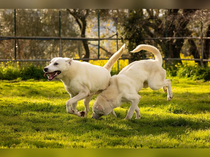 Vici – ein Zuhause finden……..