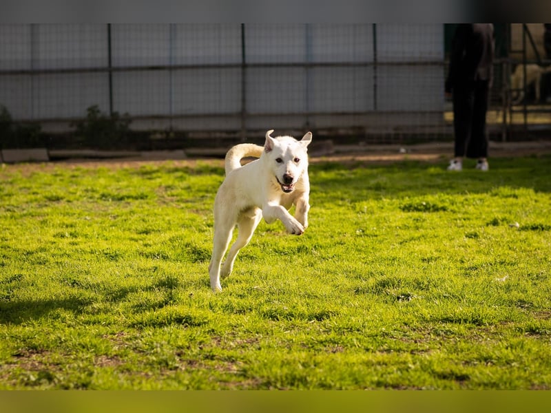 Alby – unbedingt ein Zuhause finden……..