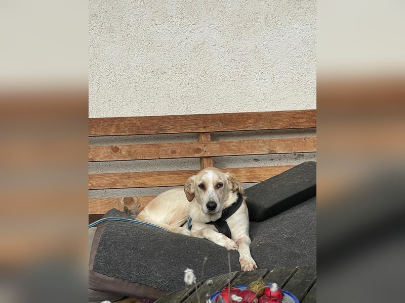 Aurelia – gerettet,aber noch nicht Zuhause