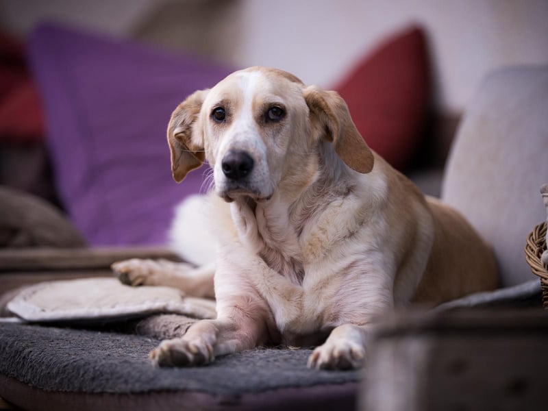 Aurelia – gerettet,aber noch nicht Zuhause