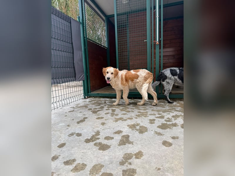 Nikki: „Ich werde mal ein groß(artig)er Familienhund"