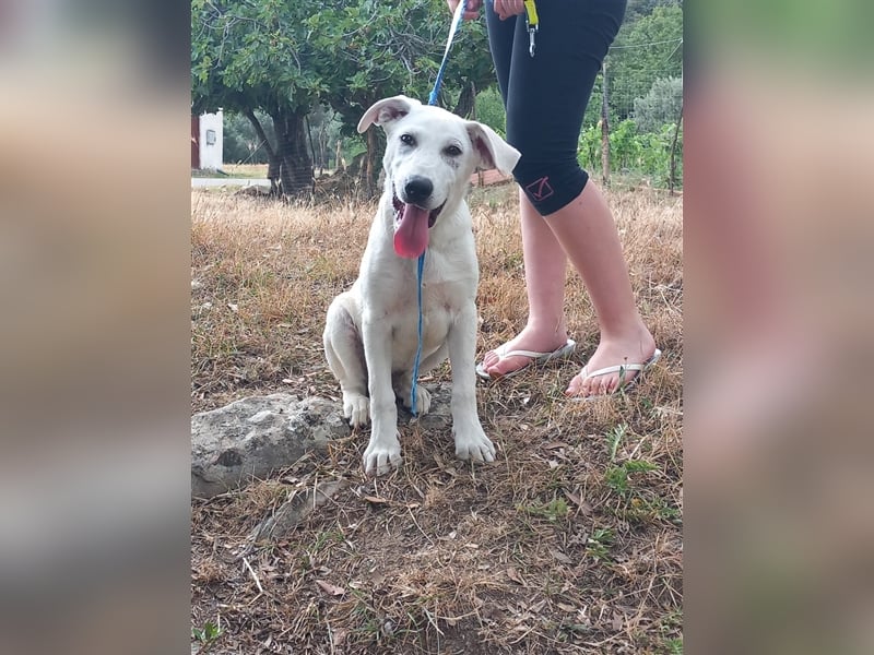 Alby – unbedingt ein Zuhause finden……..