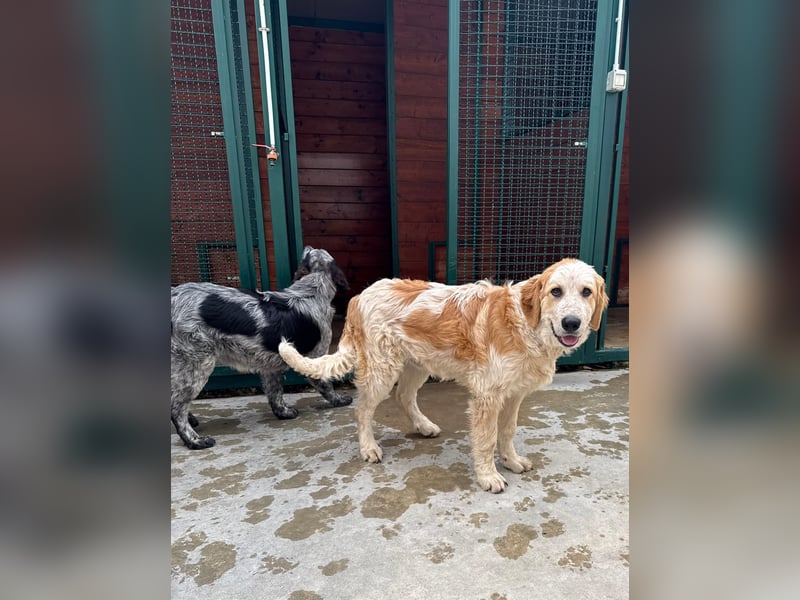 Nikki: „Ich werde mal ein groß(artig)er Familienhund"