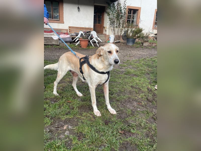 Aurelia – gerettet,aber noch nicht Zuhause