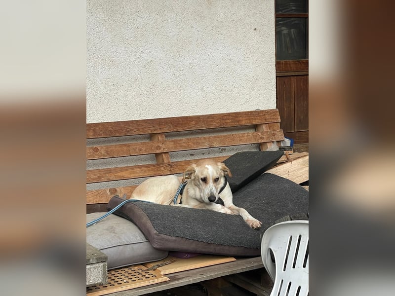 Aurelia – gerettet,aber noch nicht Zuhause