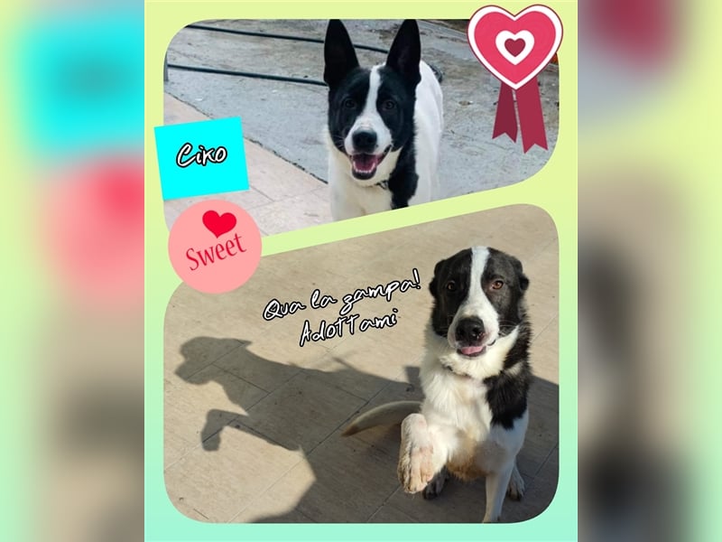 Ciro : "Holt mich hier raus!"