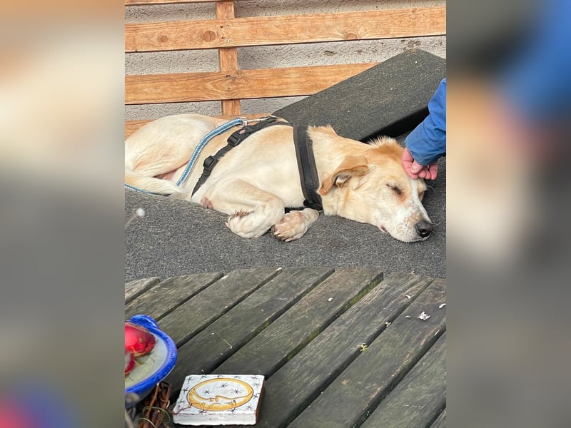 Aurelia – gerettet,aber noch nicht Zuhause