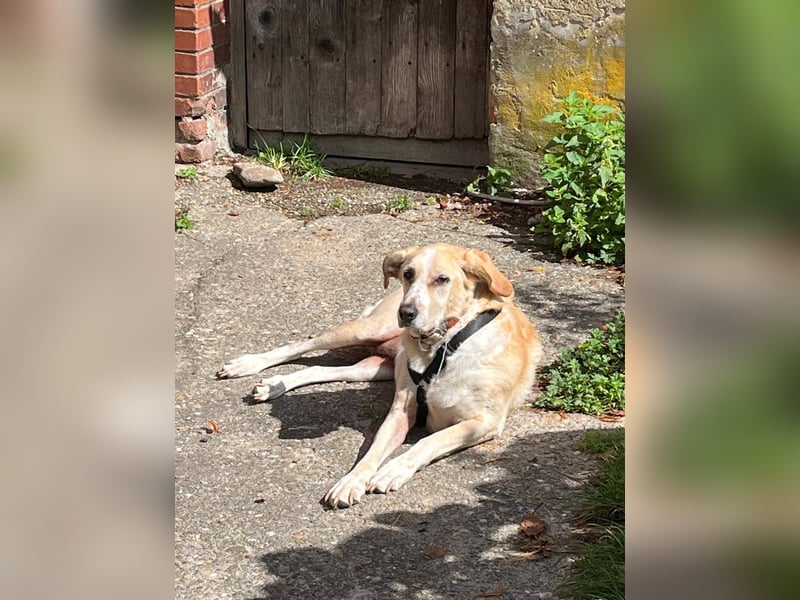 Aurelia – gerettet,aber noch nicht Zuhause